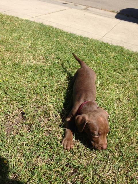 Sophie.6wk.5 (Medium)